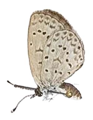 Zizula hylax — LYCAENIDAE/7 MINA AFRIKANSKA LYCAENIDER/Oboroniina_DTR1200.jpg