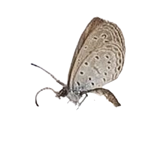 Zizula hylax — LYCAENIDAE/7 MINA AFRIKANSKA LYCAENIDER/Oboroniina_DTR1200.jpg