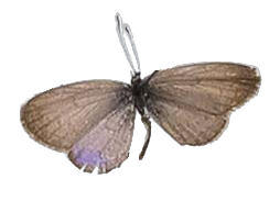 Zizula hylax — LYCAENIDAE/7 MINA AFRIKANSKA LYCAENIDER/Oboroniina_DTR1200.jpg