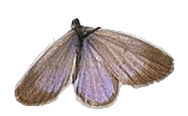 Zizula hylax — LYCAENIDAE/7 MINA AFRIKANSKA LYCAENIDER/Oboroniina_DTR1200.jpg