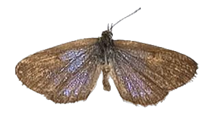 Zizeeria knysna — LYCAENIDAE/7 MINA AFRIKANSKA LYCAENIDER/Oboroniina_DTR1200.jpg
