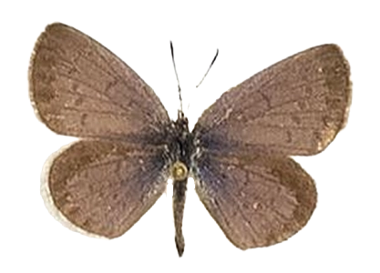 Zizeeria knysna — LYCAENIDAE/7 MINA AFRIKANSKA LYCAENIDER/Oboroniina_DTR1200.jpg