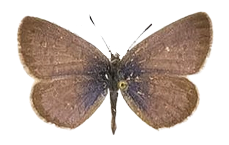 Zizeeria knysna — LYCAENIDAE/7 MINA AFRIKANSKA LYCAENIDER/Oboroniina_DTR1200.jpg