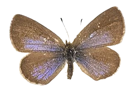 Zizeeria knysna — LYCAENIDAE/7 MINA AFRIKANSKA LYCAENIDER/Oboroniina_DTR1200.jpg