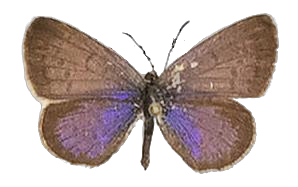 Zizeeria knysna — LYCAENIDAE/7 MINA AFRIKANSKA LYCAENIDER/Oboroniina_DTR1200.jpg
