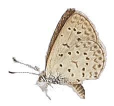 Zizeeria knysna — LYCAENIDAE/7 MINA AFRIKANSKA LYCAENIDER/Oboroniina_DTR1200.jpg