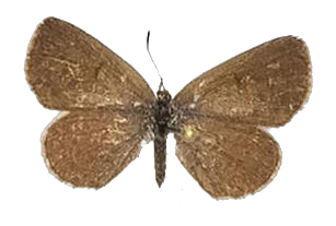 Zizeeria knysna — LYCAENIDAE/7 MINA AFRIKANSKA LYCAENIDER/Oboroniina_DTR1200.jpg