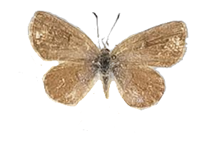 Zizeeria knysna — LYCAENIDAE/7 MINA AFRIKANSKA LYCAENIDER/Oboroniina_DTR1200.jpg