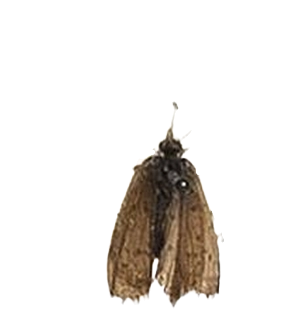 Zizeeria knysna — LYCAENIDAE/7 MINA AFRIKANSKA LYCAENIDER/Oboroniina_DTR1200.jpg
