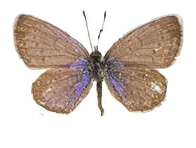 Zizeeria knysna — LYCAENIDAE/7 MINA AFRIKANSKA LYCAENIDER/Oboroniina_DTR1200.jpg