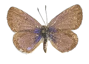 Zizeeria knysna — LYCAENIDAE/7 MINA AFRIKANSKA LYCAENIDER/Oboroniina_DTR1200.jpg