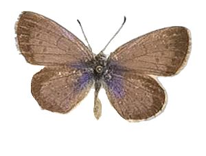 Zizeeria knysna — LYCAENIDAE/7 MINA AFRIKANSKA LYCAENIDER/Oboroniina_DTR1200.jpg