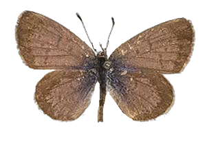 Zizeeria knysna — LYCAENIDAE/7 MINA AFRIKANSKA LYCAENIDER/Oboroniina_DTR1200.jpg