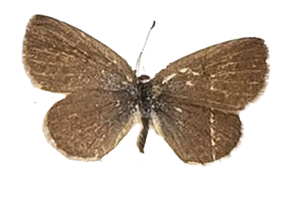 Zizeeria knysna — LYCAENIDAE/7 MINA AFRIKANSKA LYCAENIDER/Oboroniina_DTR1200.jpg