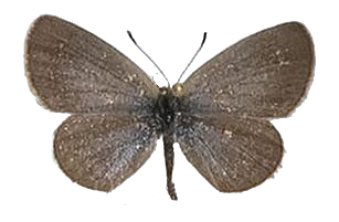 Zizeeria knysna — LYCAENIDAE/7 MINA AFRIKANSKA LYCAENIDER/Oboroniina_DTR1200.jpg