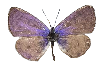 Azanus jesous — LYCAENIDAE/7 MINA AFRIKANSKA LYCAENIDER/Oboroniina_DTR1200.jpg
