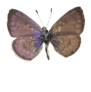 Azanus jesous — LYCAENIDAE/7 MINA AFRIKANSKA LYCAENIDER/Oboroniina_DTR1200.jpg