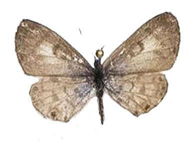 Azanus jesous — LYCAENIDAE/7 MINA AFRIKANSKA LYCAENIDER/Oboroniina_DTR1200.jpg