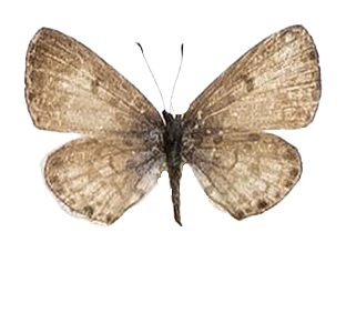 Azanus jesous — LYCAENIDAE/7 MINA AFRIKANSKA LYCAENIDER/Oboroniina_DTR1200.jpg