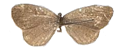 Zizula hylax hylax — LYCAENIDAE/7 MINA AFRIKANSKA LYCAENIDER/Oboroniina_DTR1200.jpg