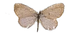 Zizula hylax hylax — LYCAENIDAE/7 MINA AFRIKANSKA LYCAENIDER/Oboroniina_DTR1200.jpg