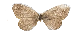 Zizula hylax hylax — LYCAENIDAE/7 MINA AFRIKANSKA LYCAENIDER/Oboroniina_DTR1200.jpg
