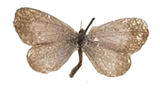 Zizula hylax hylax — LYCAENIDAE/7 MINA AFRIKANSKA LYCAENIDER/Oboroniina_DTR1200.jpg