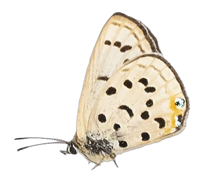 Lepidochrysops peculiaris peculiaris — LYCAENIDAE/7 MINA AFRIKANSKA LYCAENIDER/Oboroniina_DTR1201.jpg