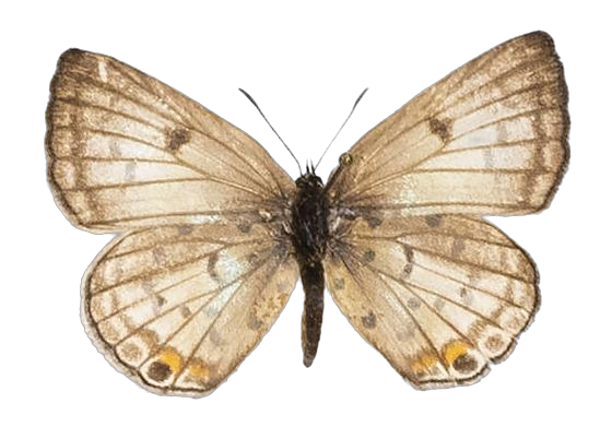 Lepidochrysops peculiaris peculiaris — LYCAENIDAE/7 MINA AFRIKANSKA LYCAENIDER/Oboroniina_DTR1201.jpg