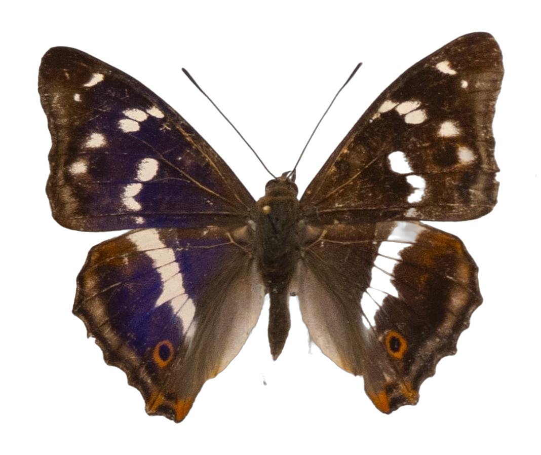 Apatura iris — NYMPHALIDAE/Apaturinae/_TDR5508 Apaturinae 1.jpg