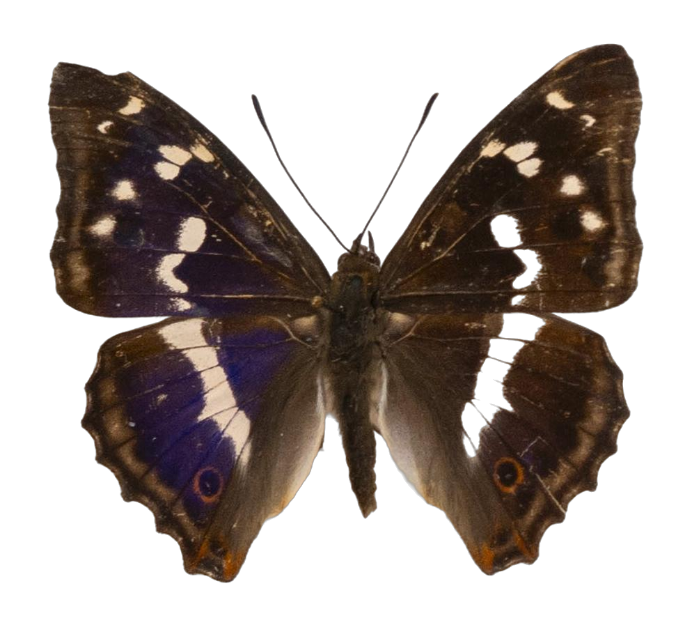 Apatura iris — NYMPHALIDAE/Apaturinae/_TDR5508 Apaturinae 1.jpg