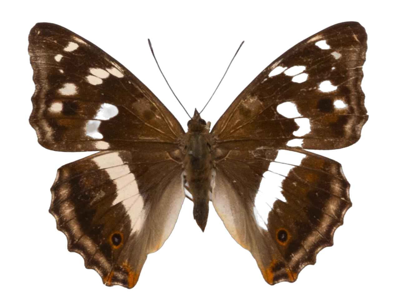 Apatura iris — NYMPHALIDAE/Apaturinae/_TDR5508 Apaturinae 1.jpg