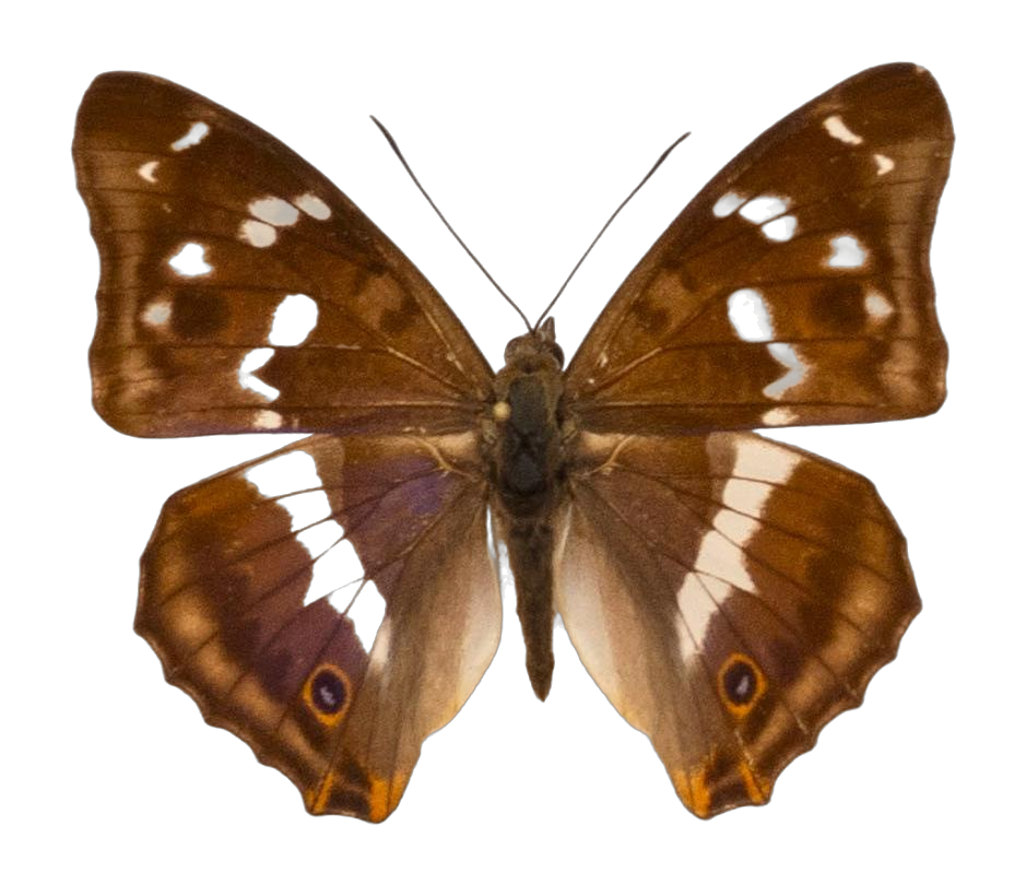 Apatura iris — NYMPHALIDAE/Apaturinae/_TDR5508 Apaturinae 1.jpg
