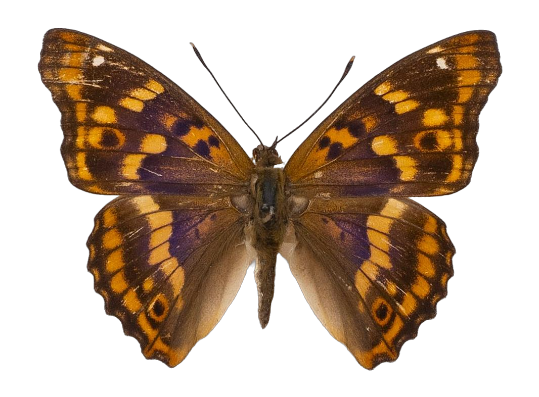 Apatura ilia substituta — NYMPHALIDAE/Apaturinae/_TDR5513 Apaturinae 3.jpg