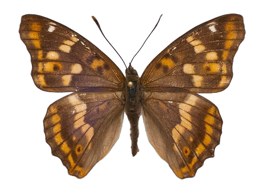 Apatura ilia substituta — NYMPHALIDAE/Apaturinae/_TDR5513 Apaturinae 3.jpg