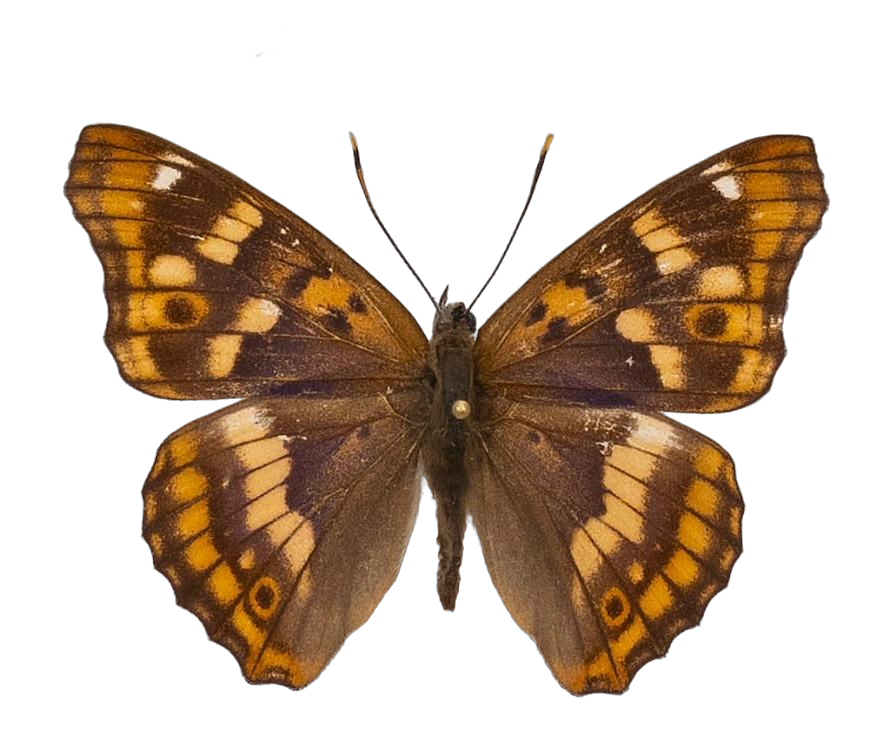 Apatura ilia substituta — NYMPHALIDAE/Apaturinae/_TDR5513 Apaturinae 3.jpg