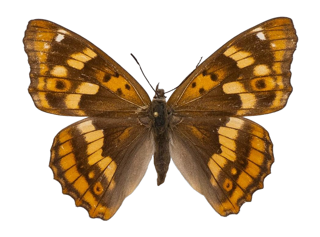 Apatura ilia substituta — NYMPHALIDAE/Apaturinae/_TDR5513 Apaturinae 3.jpg