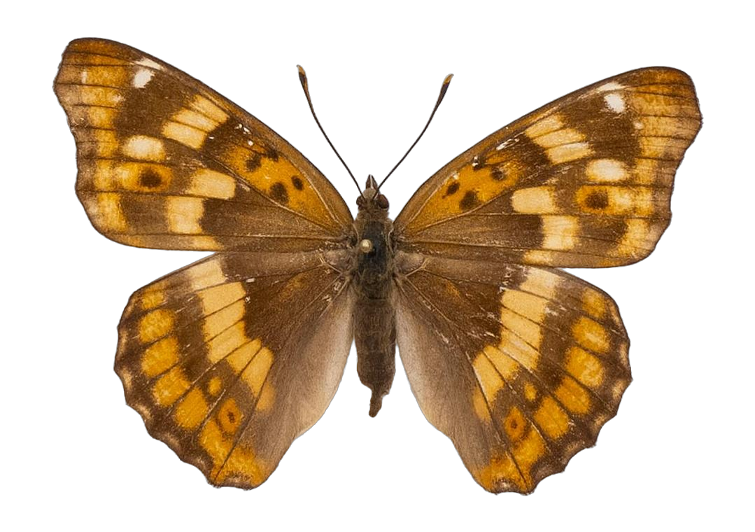 Apatura ilia substituta — NYMPHALIDAE/Apaturinae/_TDR5513 Apaturinae 3.jpg