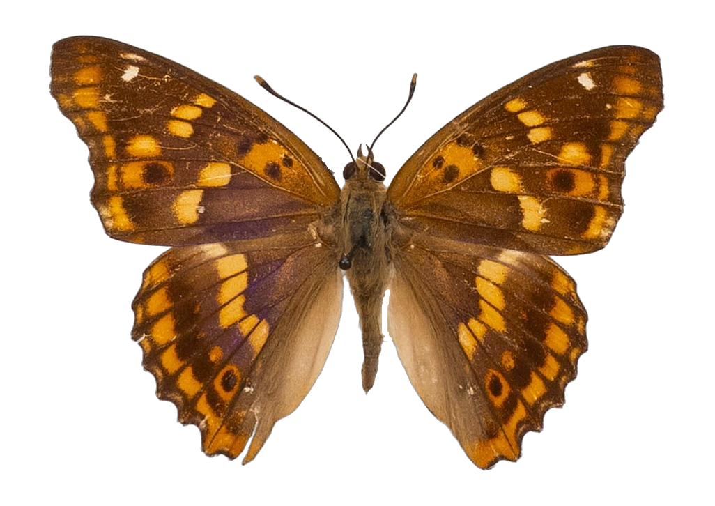 Apatura ilia substituta — NYMPHALIDAE/Apaturinae/_TDR5513 Apaturinae 3.jpg