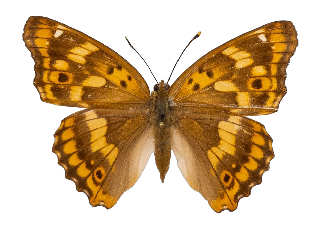 Apatura ilia substituta — NYMPHALIDAE/Apaturinae/_TDR5513 Apaturinae 3.jpg