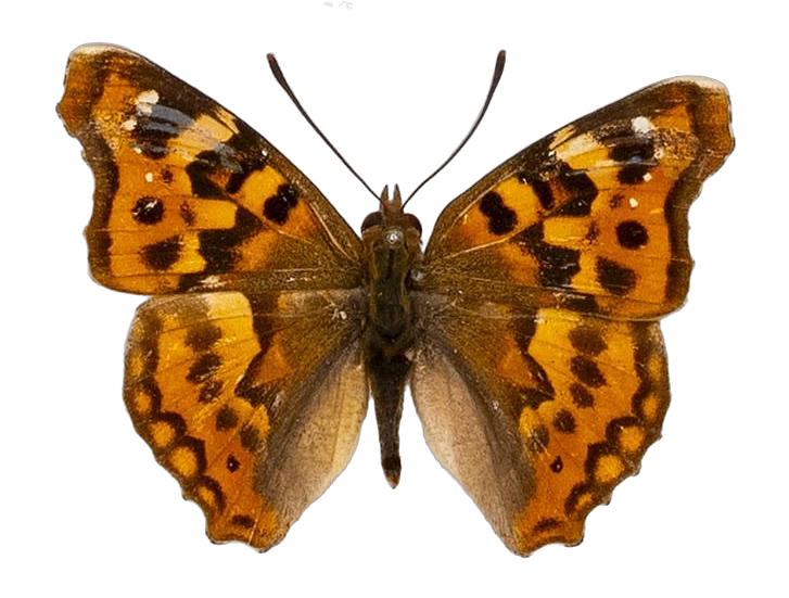 Thaleropis ionia — NYMPHALIDAE/Apaturinae/_TDR5514 Apaturinae 4.jpg