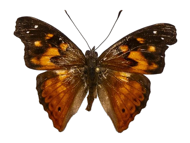 Apaturopsis cleochares cleochares — NYMPHALIDAE/Apaturinae/_TDR5514 Apaturinae 4.jpg