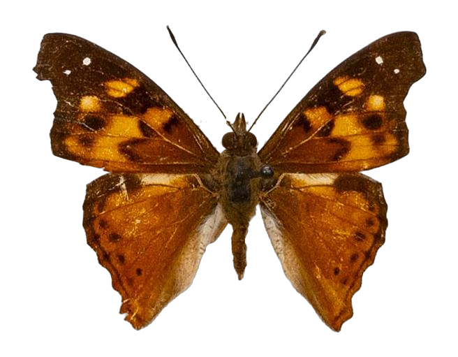 Apaturopsis cleochares cleochares — NYMPHALIDAE/Apaturinae/_TDR5514 Apaturinae 4.jpg