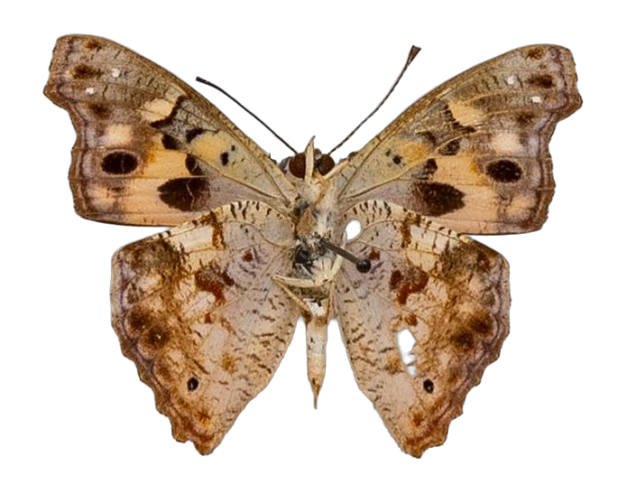 Apaturopsis cleochares cleochares — NYMPHALIDAE/Apaturinae/_TDR5514 Apaturinae 4.jpg