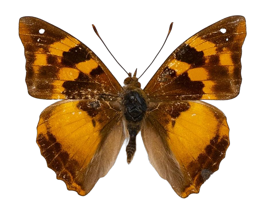 Dilipa morgiana — NYMPHALIDAE/Apaturinae/_TDR5514 Apaturinae 4.jpg