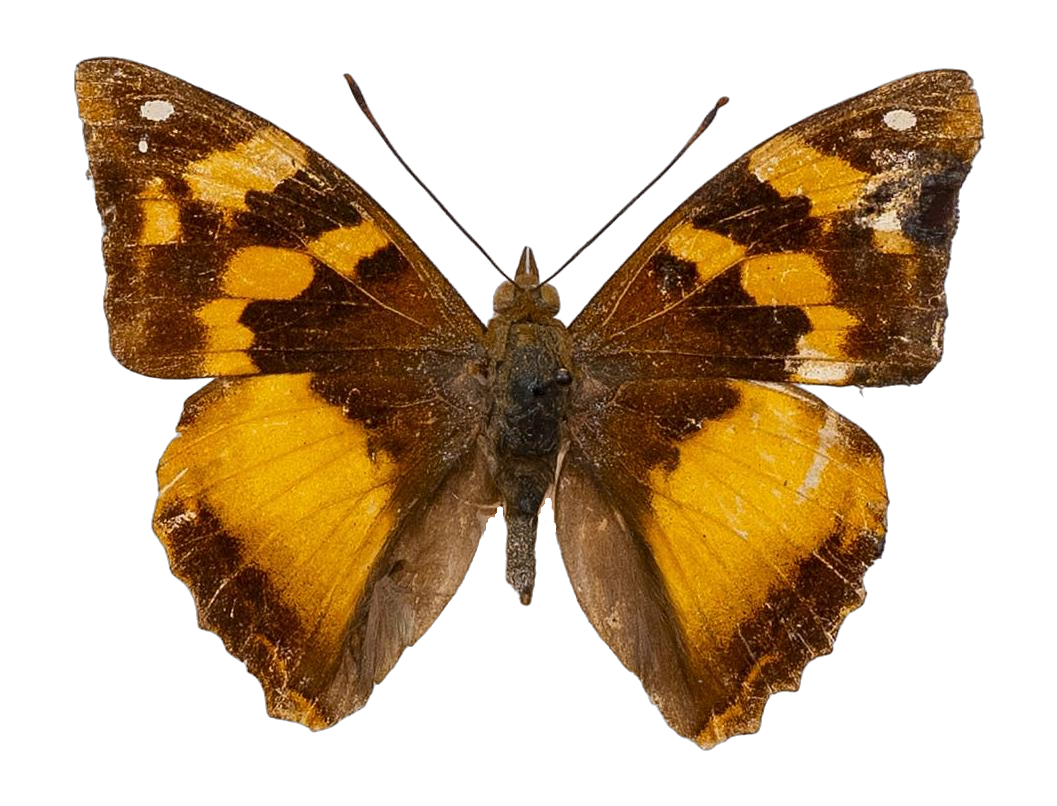 Dilipa morgiana — NYMPHALIDAE/Apaturinae/_TDR5514 Apaturinae 4.jpg