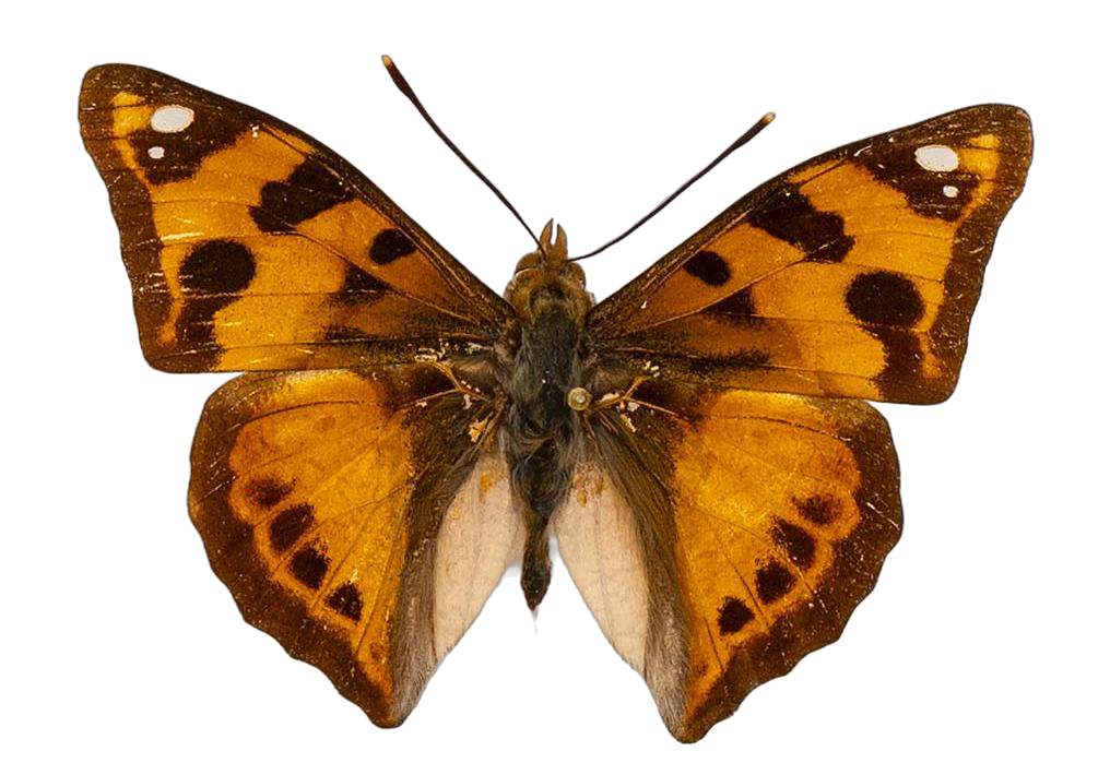 Dilipa fenestra — NYMPHALIDAE/Apaturinae/_TDR5514 Apaturinae 4.jpg