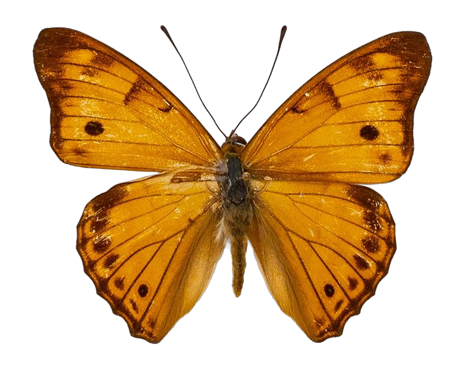 Chitoria chysolora — NYMPHALIDAE/Apaturinae/_TDR5514 Apaturinae 4.jpg