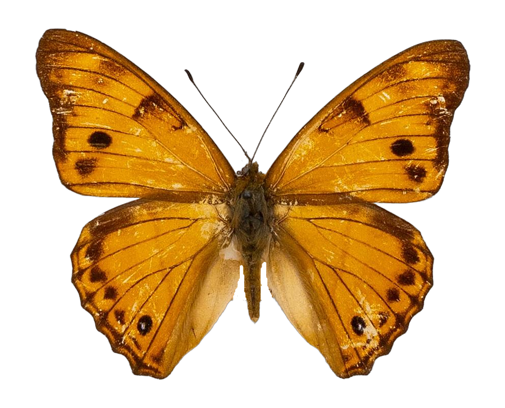 Chitoria chysolora — NYMPHALIDAE/Apaturinae/_TDR5514 Apaturinae 4.jpg