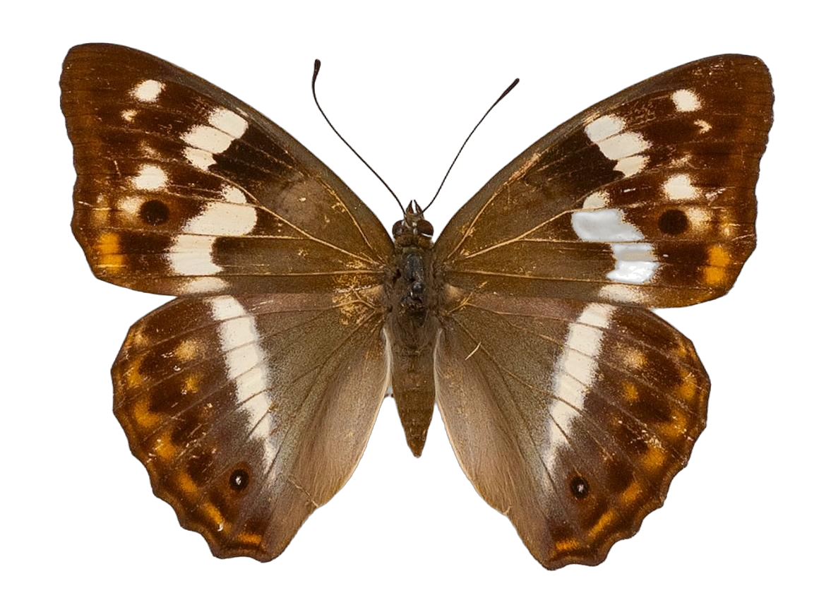 Chitoria chysolora — NYMPHALIDAE/Apaturinae/_TDR5514 Apaturinae 4.jpg